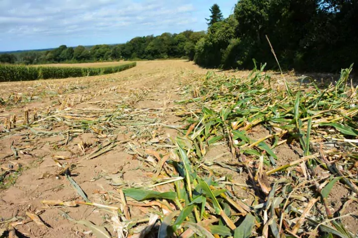Parcelle versée au Cloître-Saint-Thégonnec (29), où il a fallu 5,5 heures pour ensiler 3,6 ha.