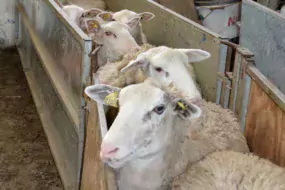 Le poids des agnelles à la première mise à la reproduction reste l’un des principaux facteurs de variation de la fertilité.
