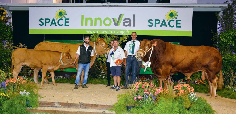 Les deux champions : Hôtesse, venue de la SCEA Quenet (35) et Loustic, à l’EARL Robert Le Thiec (56). - Illustration Limousine au Space 2018 : Hôtesse reçoit le prix de Meilleur animal