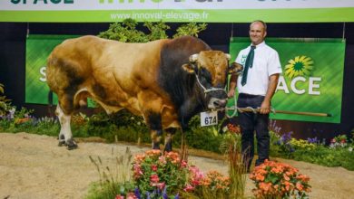 Photo of Parthenaise au Space 2018 : De la viande mais aussi des capacités d’élevage