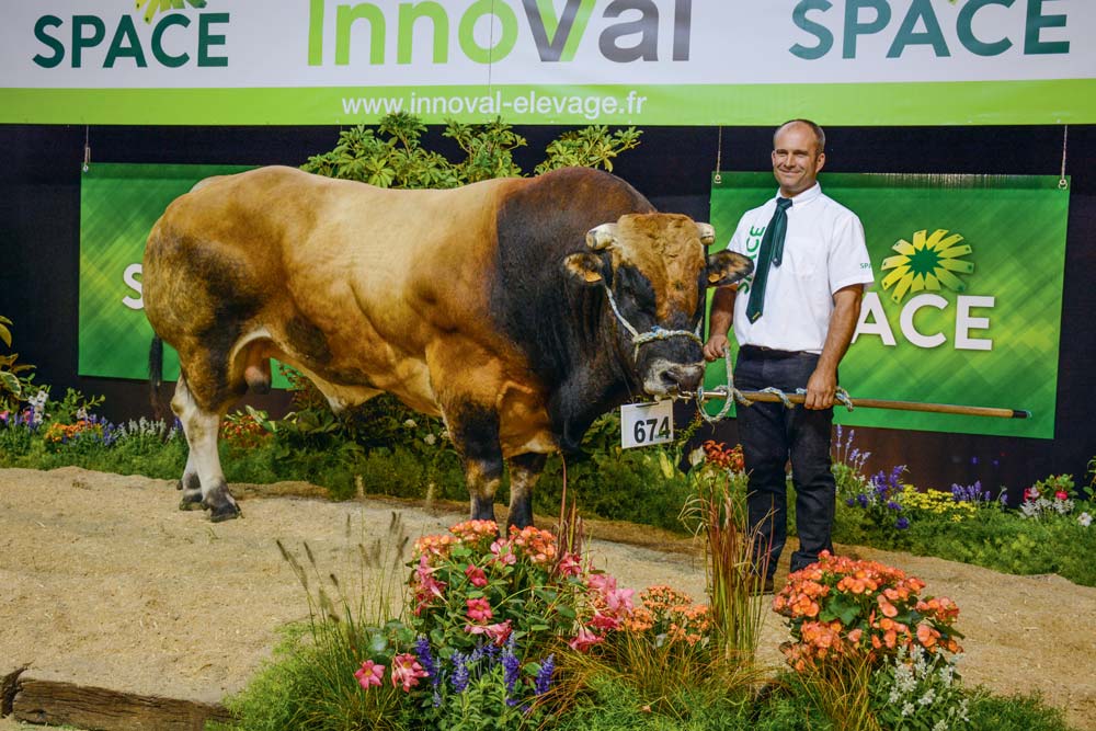 Impala, le champion mâle du concours. - Illustration Parthenaise au Space 2018 : De la viande mais aussi des capacités d’élevage