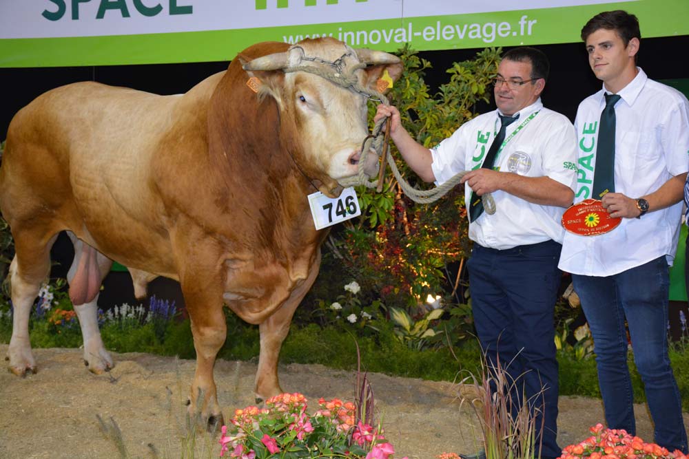Très massif, Ivan, de l’EARL Robin Picard à Caro, avait déjà terminé Champion mâle à Paris. - Illustration Blonde d’Aquitaine au Space 2018 : Ibella la bien-nommée