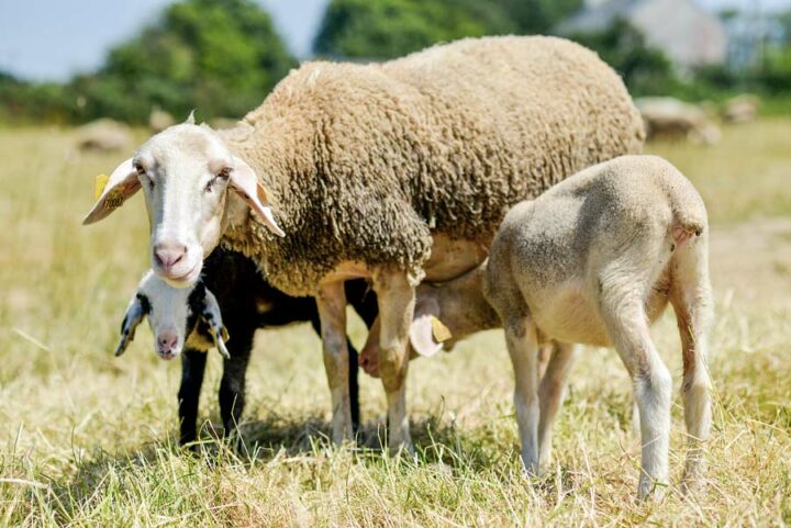  « Pour éviter un problème sanitaire en transformation laitière, il faut d’abord veiller à la bonne santé de ses animaux » affirme Jean-Charles Ray.       