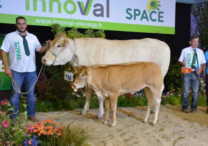 Judith, première des « vaches suitées de plus de 3 ans », de l’EARL de La Moulière.