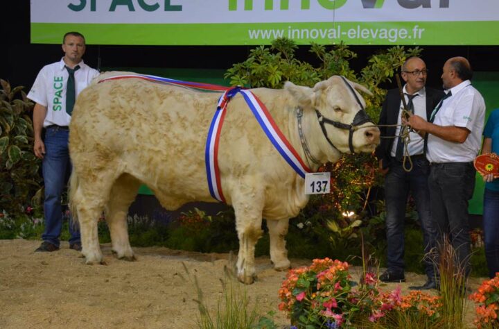 Laforêt de l’élevage d’Alain Pété en Vendée, Championne femelle.