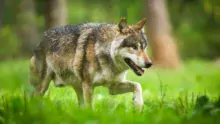 Loup_de_la_reserve_animale_du_domaine_des_Grottes_de_Han-Belgique