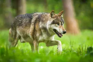 Loup_de_la_reserve_animale_du_domaine_des_Grottes_de_Han-Belgique