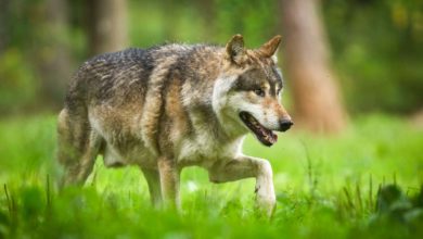 Photo of La préfecture de Meurthe-et-Moselle va autoriser le tir d’un loup «atypique»