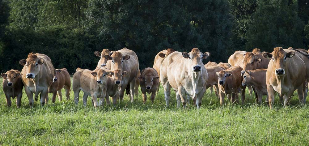 Os-Parthenaise - Illustration Race à viande : Pour la 1re fois,  la Parthenaise à l’honneur au Space