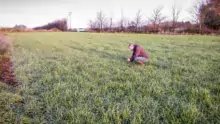 Dans le cadre du réseau d’observation “Vigitech », chaque technicien remonte de façon régulière ses observations sur les cultures de céréales et alerte sur la présence ou non du ravageur sur son secteur.