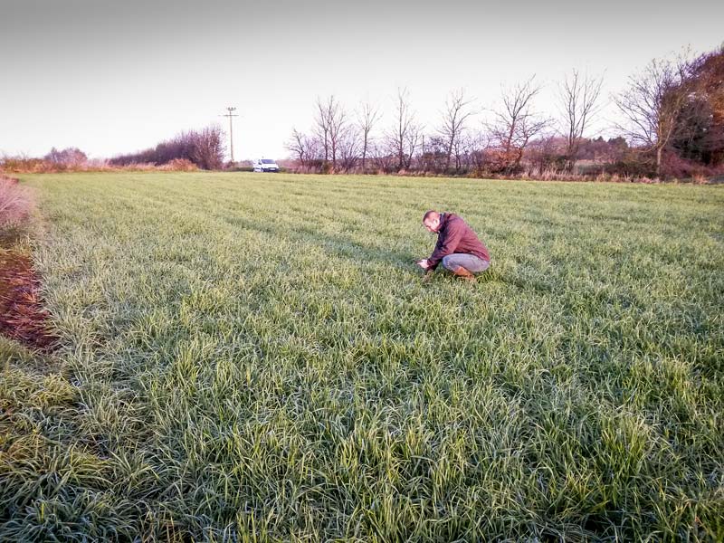 Dans le cadre du réseau d’observation “Vigitech », chaque technicien remonte de façon régulière ses observations sur les cultures de céréales et alerte sur la présence ou non du ravageur sur son secteur. - Illustration Céréales d’automne : plus de vigilance et d’agronomie