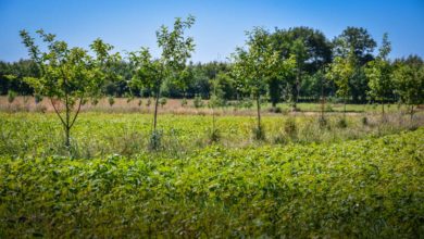 Photo of Les horizons vertueux de l’agroforesterie