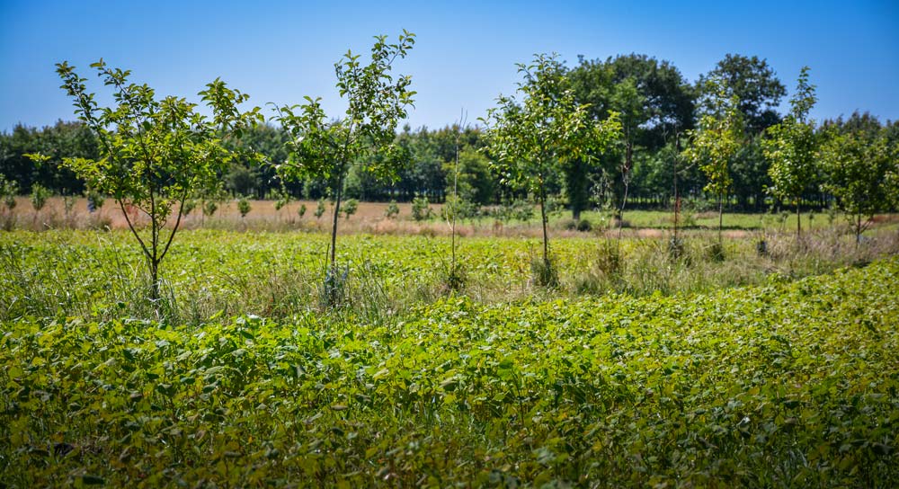 Cette parcelle associe des pommiers et du sarrasin (photo prise fin juin). - Illustration Les horizons vertueux de l’agroforesterie