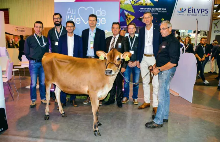 Au Space, les responsables d’Evolution ont signé un partenariat avec le danois VikingGenetics pour construire une sélection internationale en Jersiaise. Au premier plan, Olea, une des deux génisses danoises de la vente Genomic Elite.
