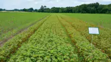 Essais de solutions alternatives (Ici, semis de moutarde et de sarrasin) au traitement de semences Sonido, menés par Arvalis-institut du végétal, dans une parcelle à Bignan (56).