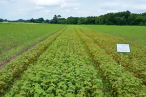 Essais de solutions alternatives (Ici, semis de moutarde et de sarrasin) au traitement de semences Sonido, menés par Arvalis-institut du végétal, dans une parcelle à Bignan (56).