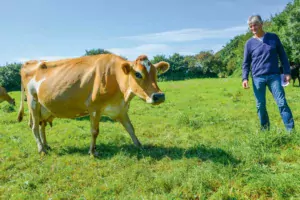 En moyenne, les vaches laitières d’Yvon Cras ont une longue carrière : elles font 7 lactations.