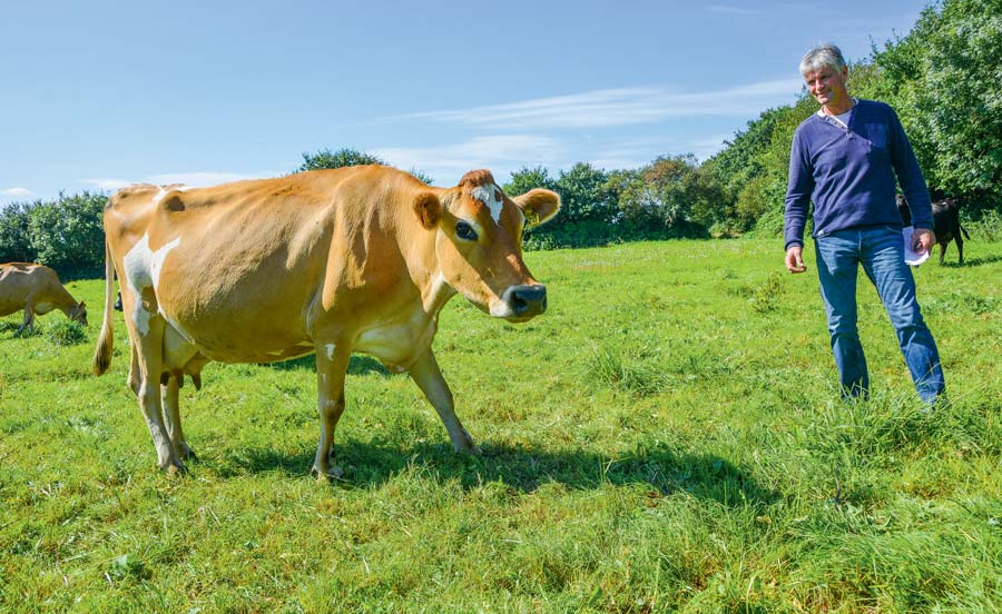 En moyenne, les vaches laitières d’Yvon Cras ont une longue carrière : elles font 7 lactations. - Illustration Produire un lait solidaire