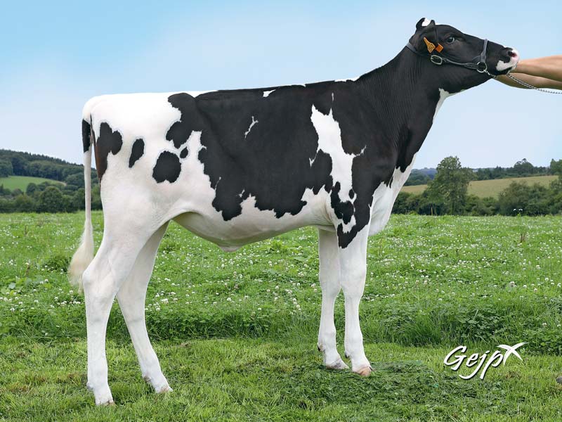 Éleveur de vaches Holstein pour vente d'embryons