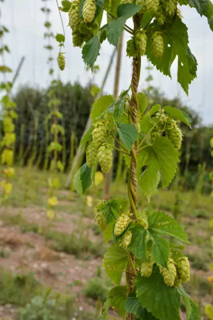 Les lianes de houblon atteignent 7 m de hauteur lorsqu’elles sont à maturité.