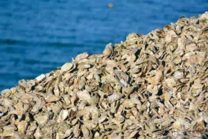 Un traçage pointu de l'origine des contaminations bactériologiques fécales dans les huîtres est un enjeu pour la filière.
