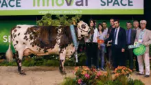 Indianna (Aubray x Redondo), au Gaec Piou – Toublanc dans le Maine-et-Loire a été sacrée Prix d’honneur adulte puis Grande championne du concours interrégional de la Normande.