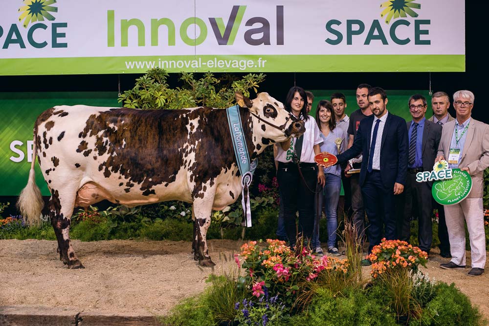 Indianna (Aubray x Redondo), au Gaec Piou – Toublanc dans le Maine-et-Loire a été sacrée Prix d’honneur adulte puis Grande championne du concours interrégional de la Normande. - Illustration Normande au Space 2018 : Le Gaec Piou – Toublanc brille encore grâce à Indianna