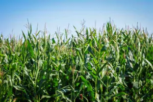 Avec un itinéraire technique adapté, le maïs a la capacité à résister aux agressions extérieures.