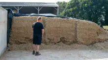 Entre 1,1 ha récolté le 23 août en urgence et les 35 t d’ensilage de l’année dernière achetées, un silo équivalent à 4 ha de maïs a été confectionné pour faire la jonction jusqu’à l’ensilage qui devrait intervenir juste après la mi-septembre.