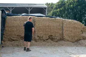 Entre 1,1 ha récolté le 23 août en urgence et les 35 t d’ensilage de l’année dernière achetées, un silo équivalent à 4 ha de maïs a été confectionné pour faire la jonction jusqu’à l’ensilage qui devrait intervenir juste après la mi-septembre.