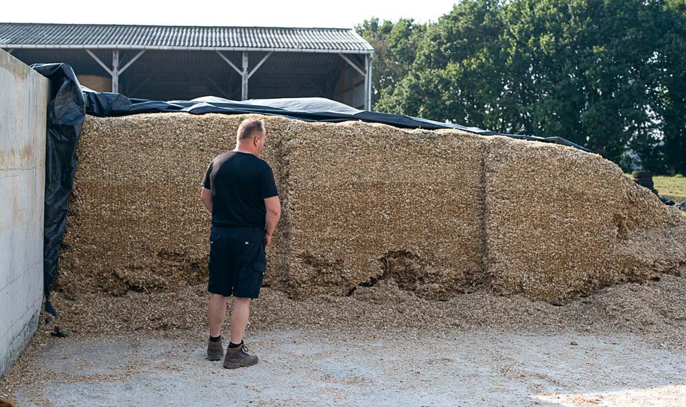 Entre 1,1 ha récolté le 23 août en urgence et les 35 t d’ensilage de l’année dernière achetées, un silo équivalent à 4 ha de maïs a été confectionné pour faire la jonction jusqu’à l’ensilage qui devrait intervenir juste après la mi-septembre. - Illustration “J’ai dû commencer à ensiler au 23 août”