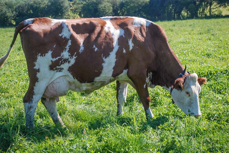 montbeliarde-paturage-lait - Illustration Pour la FNPL, le prix de revient moyen du lait français est de 396€/1000 litres