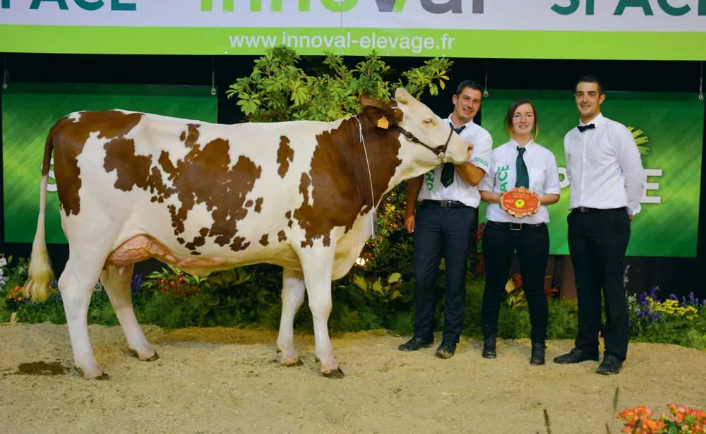 Maética une vache en 1re lactation, appartenant au Gaec Le Febvrier aux Forges (56), a remporté sa section ainsi que le prix de Meilleure mamelle jeune du concours - Illustration Montbéliarde au Space 2018 : La meilleure mamelle jeune pour la morbihannaise Maética