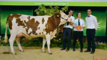 Maética une vache en 1re lactation, appartenant au Gaec Le Febvrier aux Forges (56), a remporté sa section ainsi que le prix de Meilleure mamelle jeune du concours