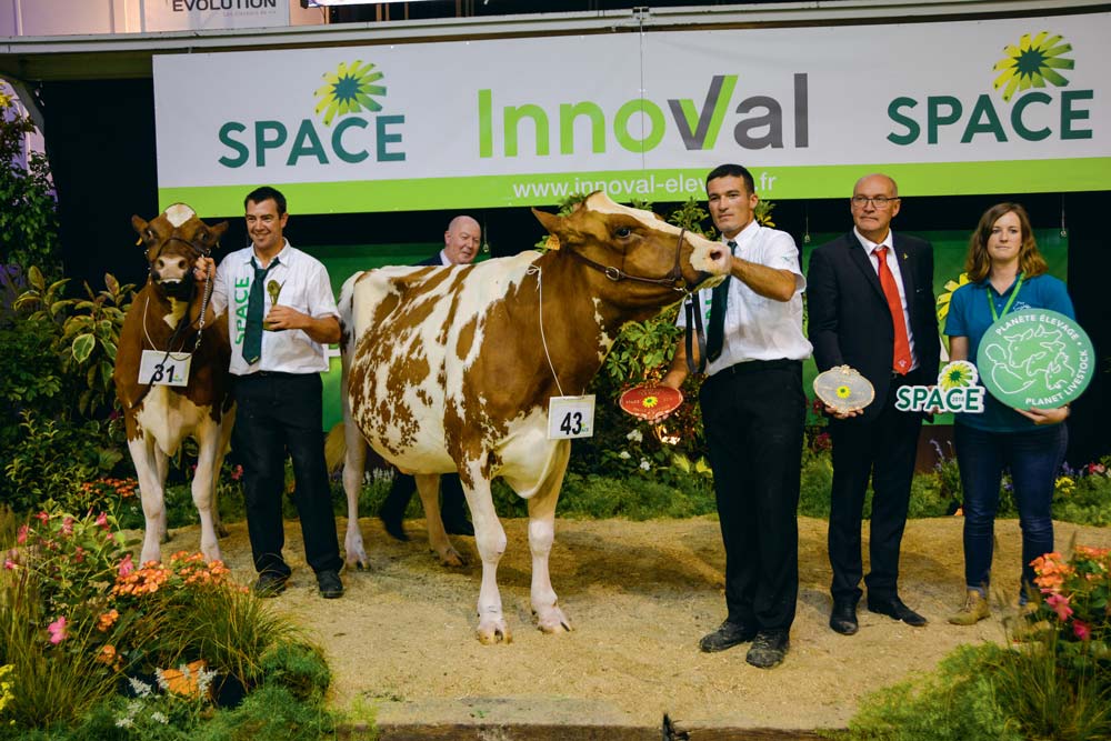 Le Gaec de Toul Manach de Plourin (29) remporte le concours avec Iliade, sacrée Grande championne, la réserve étant Lynda, issue de ce même élevage. - Illustration Pie-Rouge au Space 2018 : Carton plein pour le Finistère