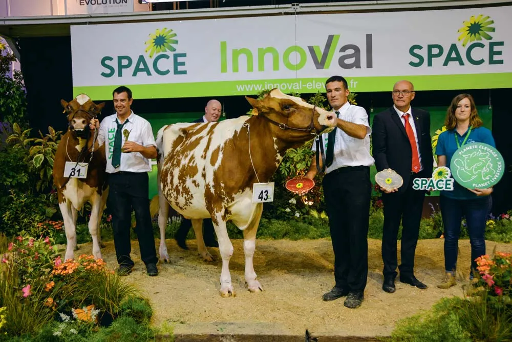 Le Gaec de Toul Manach de Plourin (29) remporte le concours avec Iliade, sacrée Grande championne, la réserve étant Lynda, issue de ce même élevage. - Illustration Pie-Rouge au Space 2018 : Carton plein pour le Finistère