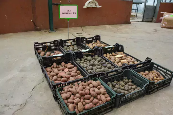 Les originales visent un marché de niche, en proposant des couleurs très variées.