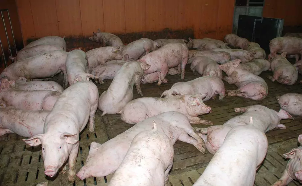 porc-charcutier-groupe - Illustration Peste porcine africaine : la Belgique va abattre 4 000 porcs