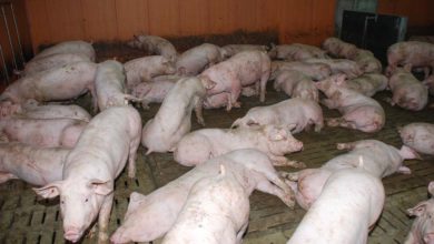 Photo of Porc : Record de production aux États-Unis