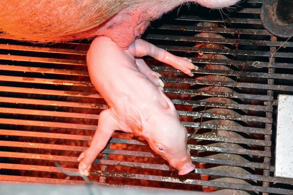 Le porcelet naît sans anticorps. Seul le colostrum apporte les immunoglobulines. Ceux-ci sont à partager entre des porcelets toujours plus nombreux, ce qui peut présenter un risque en termes d'immunité des animaux. - Illustration Vos porcelets ont-ils du bon colostrum ?
