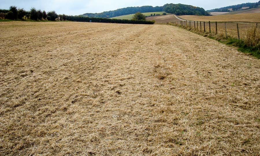 prairie_parcelle_desherbee_semis_direct - Illustration Prairies : «deux tiers» de la France en déficit, aggravé par la canicule