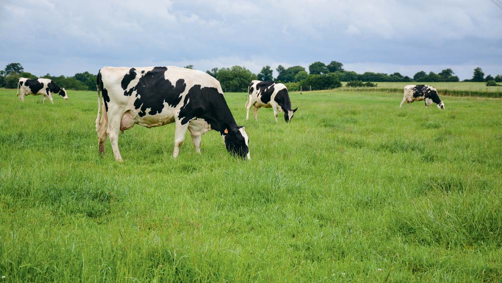 prim-holstein-lait-paturage - Illustration Agrial vise 10% de productions en agriculture biologique pour 2025
