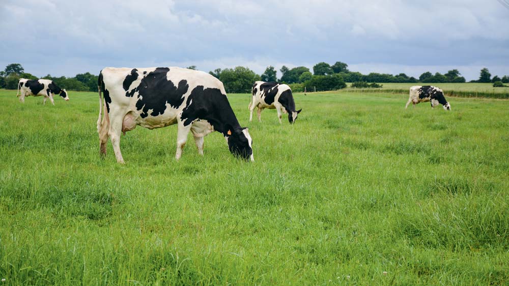 prim-holstein-lait-paturage - Illustration Le prix du lait à son plus haut niveau depuis la fin des quotas