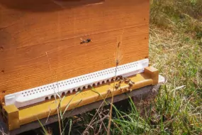 Mise en place d’un réducteur d’entrée (élément blanc) sur la ruche pour empêcher entre autres l'intrusion de frelon, comme ici en vol stationnaire devant la ruche.