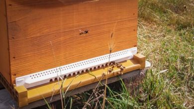 Photo of Apiculture : dernière ligne droite de la saison, la mise en hivernage