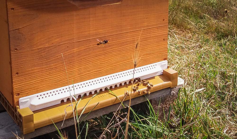 Mise en place d’un réducteur d’entrée (élément blanc) sur la ruche pour empêcher entre autres l'intrusion de frelon, comme ici en vol stationnaire devant la ruche. - Illustration Apiculture : dernière ligne droite de la saison, la mise en hivernage