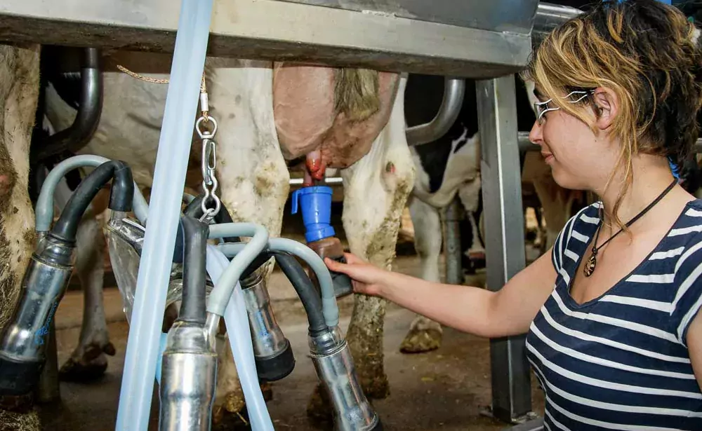 Les offres d’emploi de salariés en production laitière connaissent une forte hausse. - Illustration L’agriculture manque de bras et de têtes
