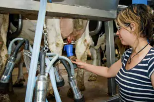 Les offres d’emploi de salariés en production laitière connaissent une forte hausse.