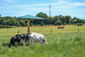 L’intérêt de l’ombre pour les génisses a été testé à l’aide de parasols à Derval.