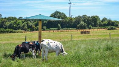 Photo of Bien-être animal : De meilleures croissances à l’ombre